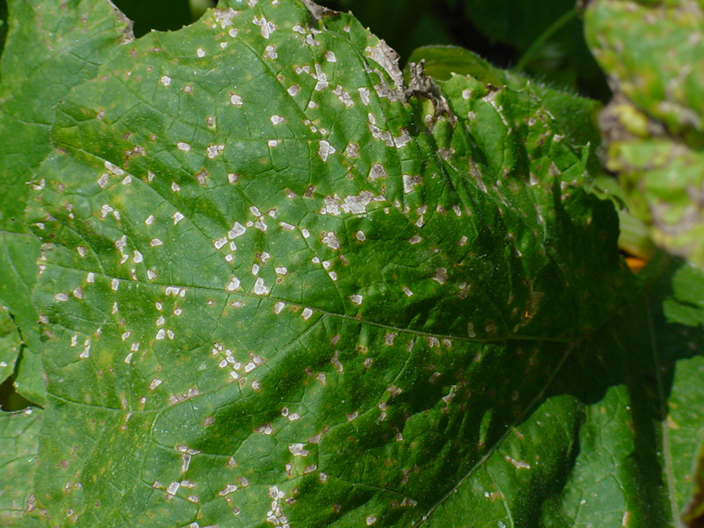 Plectosporium Blight Of Cucurbit Crops Scouting Guides For Problems